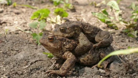 Mating toads sitting come comming walking walk walks out go away from camera Stock-Footage 153832364