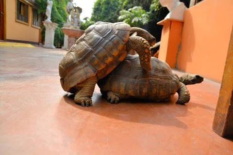 Mating tortoise turtle Foto stock