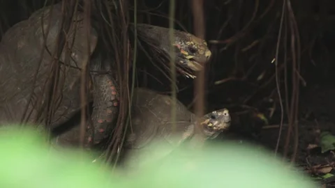 Mating Tortoises in Forest, The red-footed tortoise (Chelonoidis carbonarius) Stock Footage 231428892