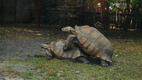 Mating tortoises in the wild. Extension of the genus. Turtles have sex. Stock Footage 154092575