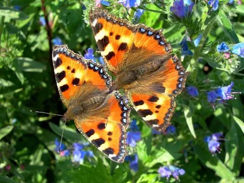 Mating tortoiseshells Stock Photos