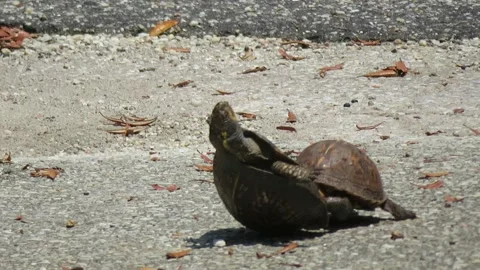 Turtle Mating Stock Footage ~ Royalty Free Stock Videos | Pond5