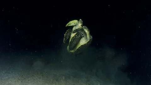 Mating turtles Stock Footage 93961259