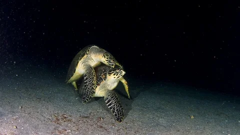 Mating turtles Stock Footage 93968812