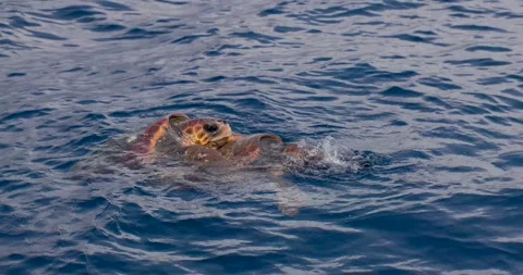 Mating Turtles Stock Footage 275594172