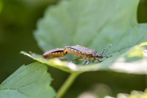 Mating of two mottled Shield bug - Palomena prasina Stock Photos