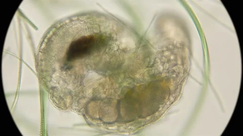 Mating of two silent Tardigrada, rare frames under a microscope Stock Footage 95699885