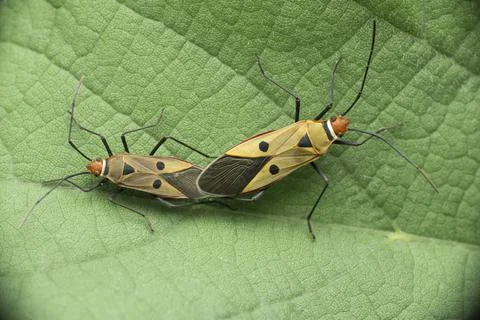 Mating of Two spotted sting bugs, Perillus species, Satara, Maharashtra, Indi Foto stock