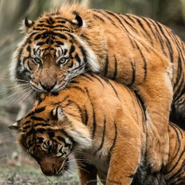 Mating of two tigers in the forest Stock Photos