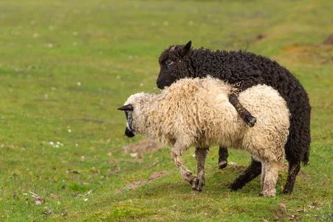 Mating two young sheep in a green meadow in spring. Stock Photos