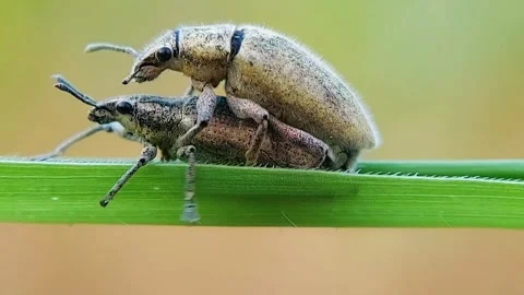 Mating Weevil Beetles Macro Close Up on Green Leaf 4K High Quality Vidéo 318741791