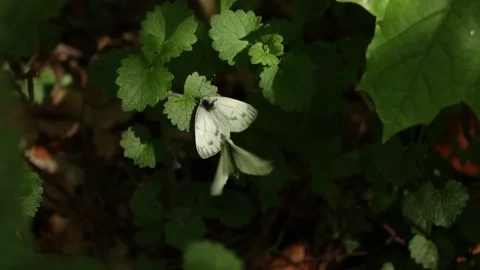 Mating white butterflies Stock Footage 201597605