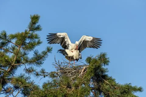 Mating of white storks during the mating season in spring. Stock Photos