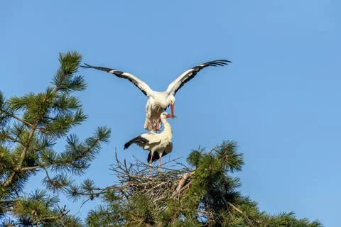 Mating of white storks during the mating season in spring. Foto stock