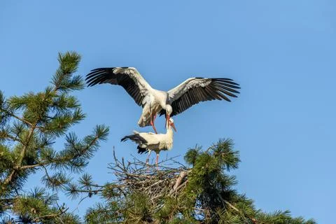 Mating of white storks during the mating season in spring. 库存照片
