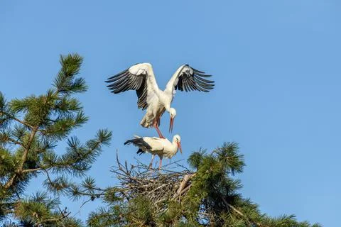 Mating of white storks during the mating season in spring. Foto stock