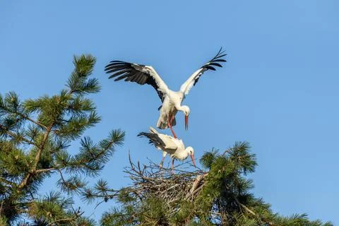 Mating of white storks during the mating season in spring. Stock Photos