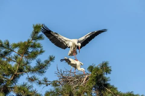 Mating of white storks during the mating season in spring. Stock Photos