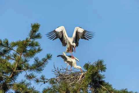 Mating of white storks during the mating season in spring. 库存照片