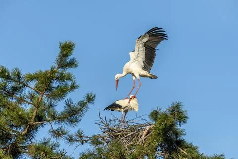 Mating of white storks during the mating season in spring. Stock Photos