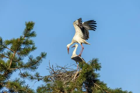 Mating of white storks during the mating season in spring. Stock Photos