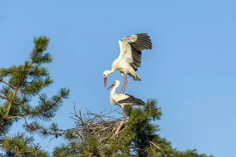 Mating of white storks during the mating season in spring. Stock Photos