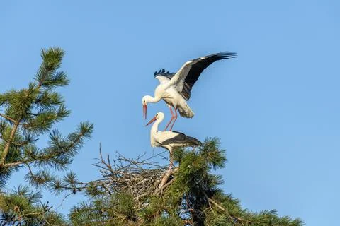 Mating of white storks during the mating season in spring. Stock Photos