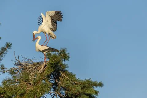 Mating of white storks during the mating season in spring. Stock Photos