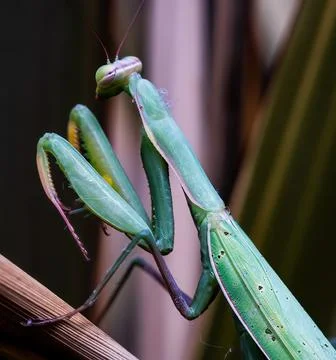 Matntis-01 Stock Photos