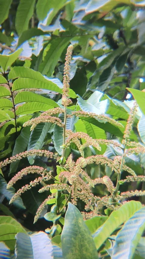 Matoa flower, a typical Papuan fruit plant that grows widely. Pometia pinnata Stock Footage 338316716