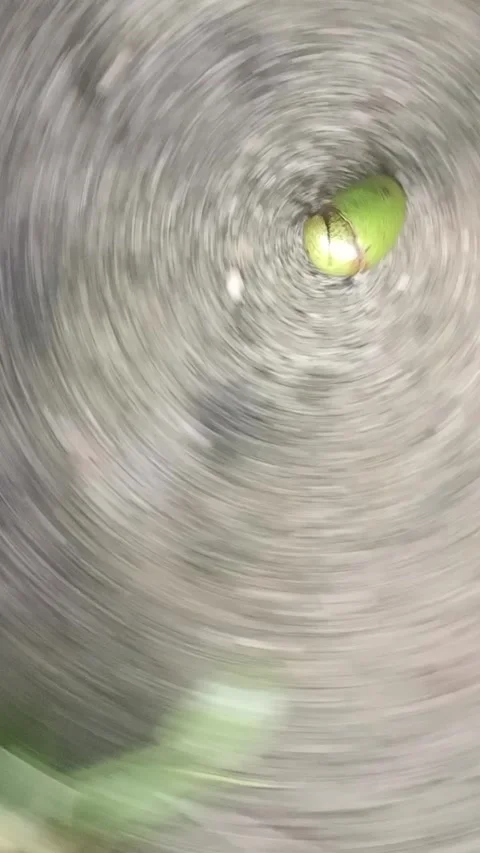 Matoa fruit seems to rotate on its axis Stock Footage 310562402