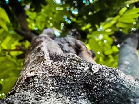 Matoa tree bark texture Stock Photos