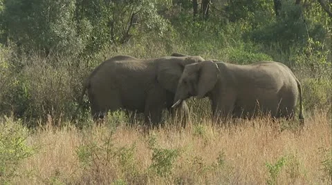 Matriarch keeping an eye on her herd. Stock Footage 12363875