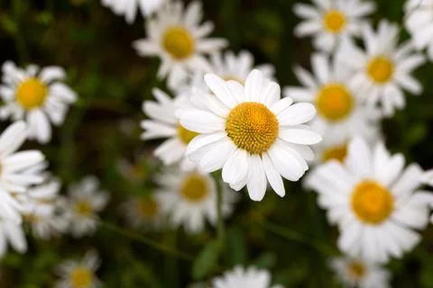 Matricaria chamomilla in a clearing Fotos Stock