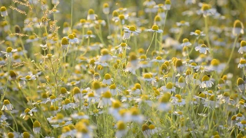 Matricaria chamomille in bloom- aromatic clusters of flowers of long stalked Stock Footage 109109715