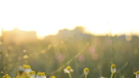 Matricaria chamomille in blooming- aromatic clusters of flowers of long stalk Stock Footage 109110736