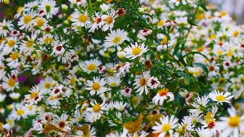 Matricaria Video stock 90627147