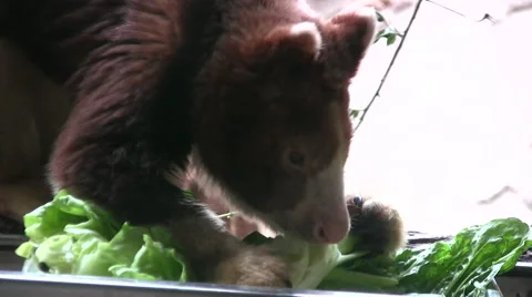 Matschie's Tree Kangaroo close up of head 動画素材 51431677