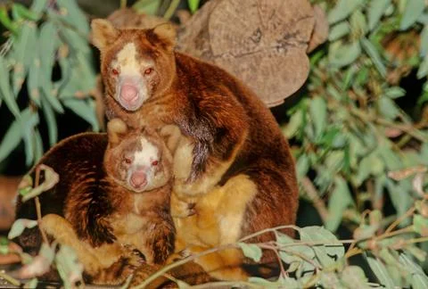 Matschie's tree-kangaroo Stock Photos