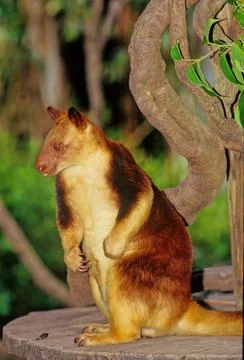 Matschie's tree-kangaroo Stock Photos
