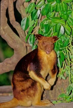 Matschie's tree-kangaroo Stock Photos