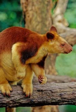Matschie's tree-kangaroo Stock Photos