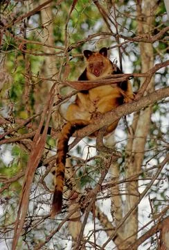Matschie's tree-kangaroo Stock Photos
