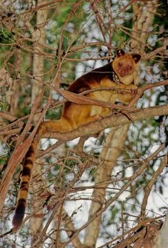 Matschie's tree-kangaroo Stock Photos