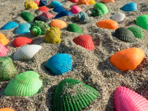 Matt seashells in the sand Stock Photos