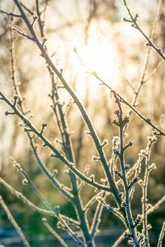 Matte branch, in the rays of the sun. Stock Photos