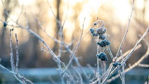 Matte branch, in the rays of the sun. 写真素材