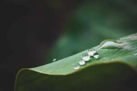 Matte effect on a green leaf with water drops on it - Rain concept. Stock Photos