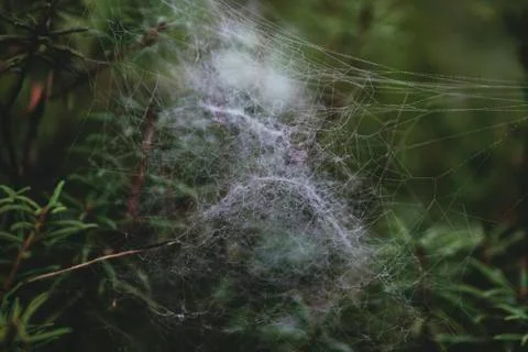 Matte image. Cobweb close up. Stock Photos