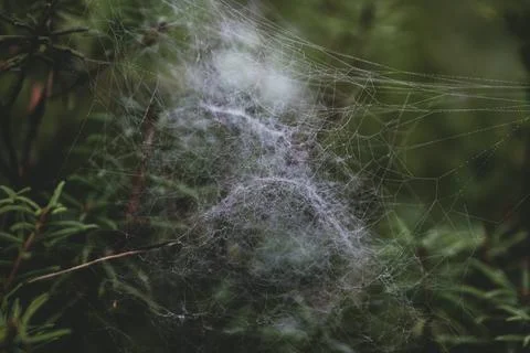 Matte image. Cobweb close up. Stock Photos